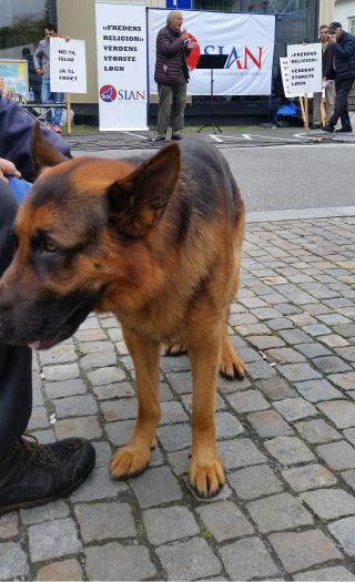 «Kutte ut å eta kjøtt? Err’u gæern?» Bikkja til Rotor likte ikke budskapet fra godfjotten i KRW.